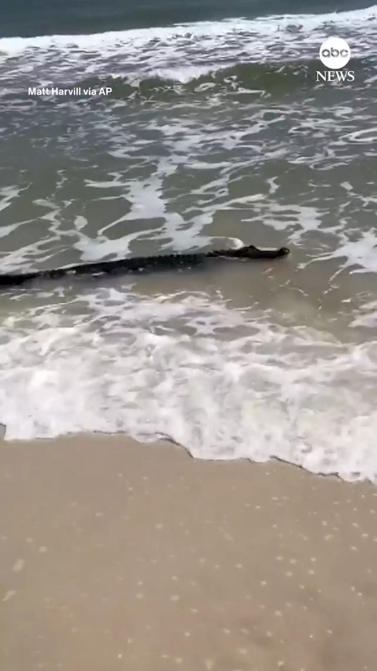 Surfing gator seen relaxing at Alabama beach amid the waves