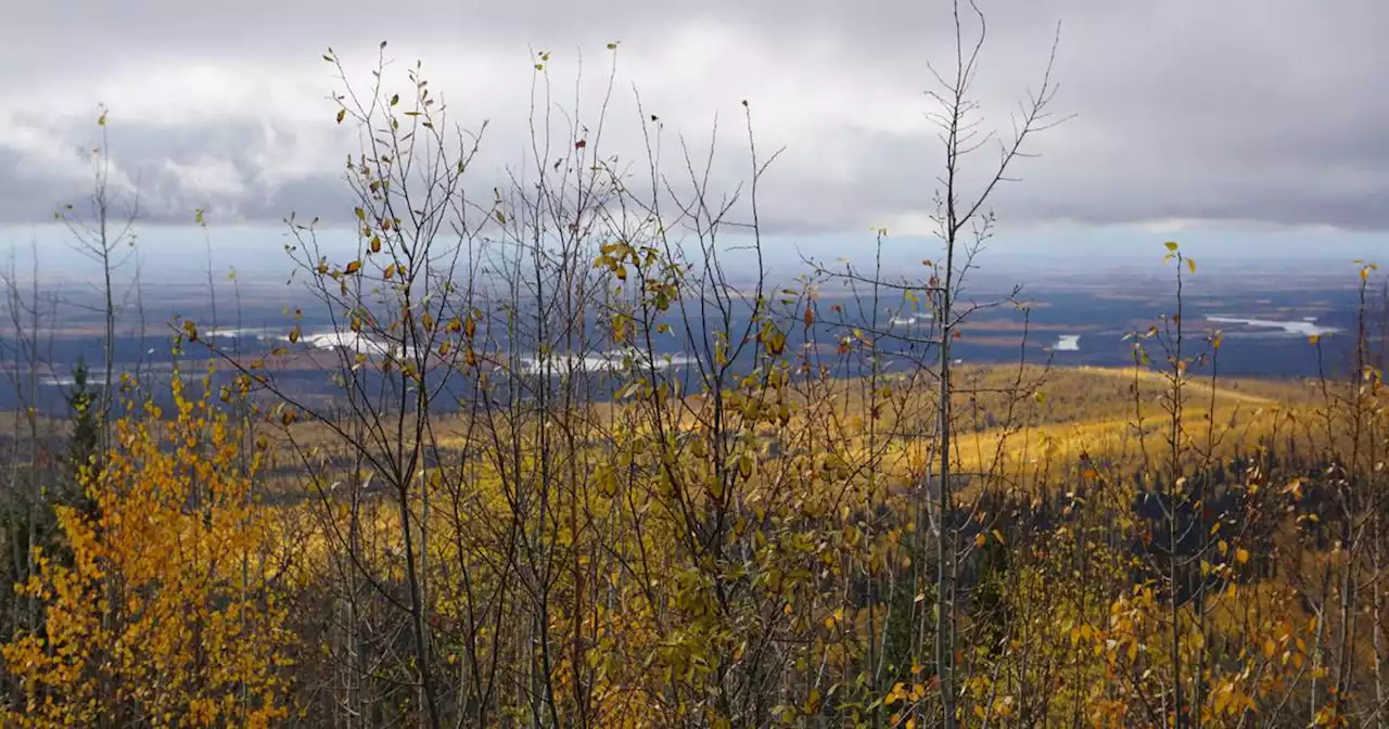 Alaska Senate passes bill to create carbon credits for preserved forest land