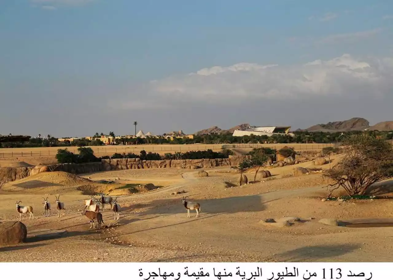 حديقة العين تحتفي باليوم العالمي للطيور المهاجرة | صحيفة الخليج