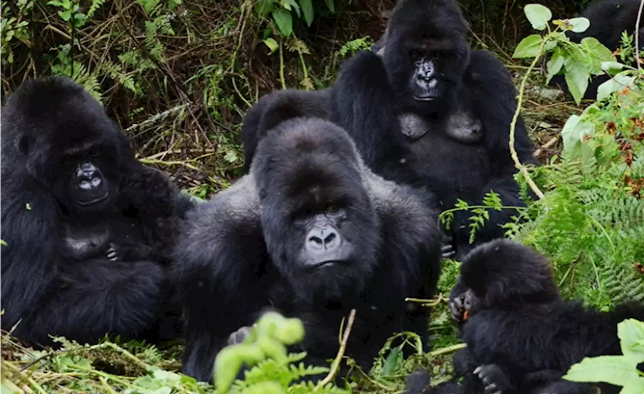 Rwanda: Thriving in the Face of Adversity - Resilient Gorillas Reveal Clues About Overcoming Childhood Misfortune