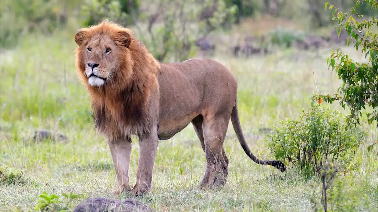 Ältester wilder Löwe Loonkito in Kenia von Hirten getötet