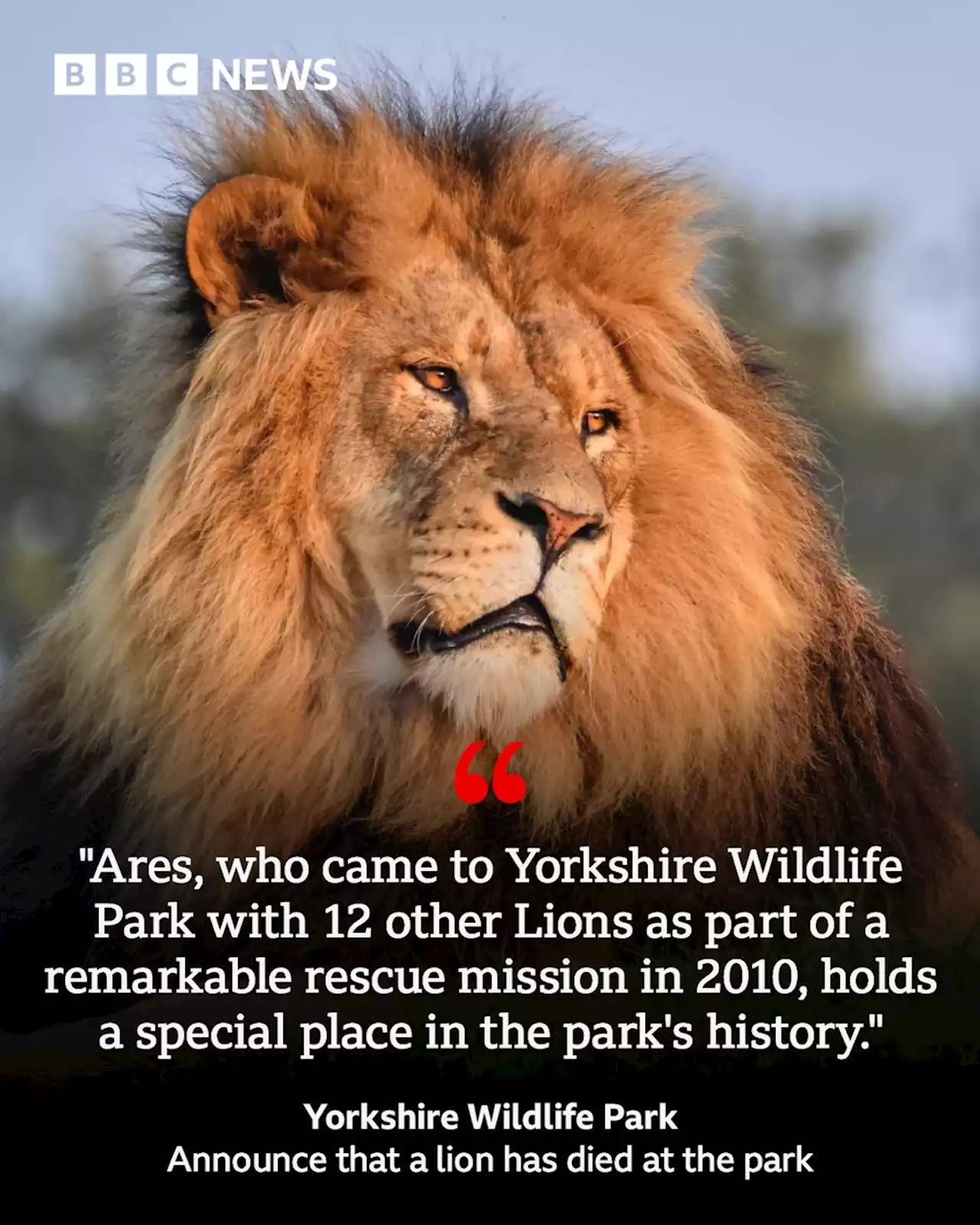 Yorkshire Wildlife Park: Rescued lion Ares dies