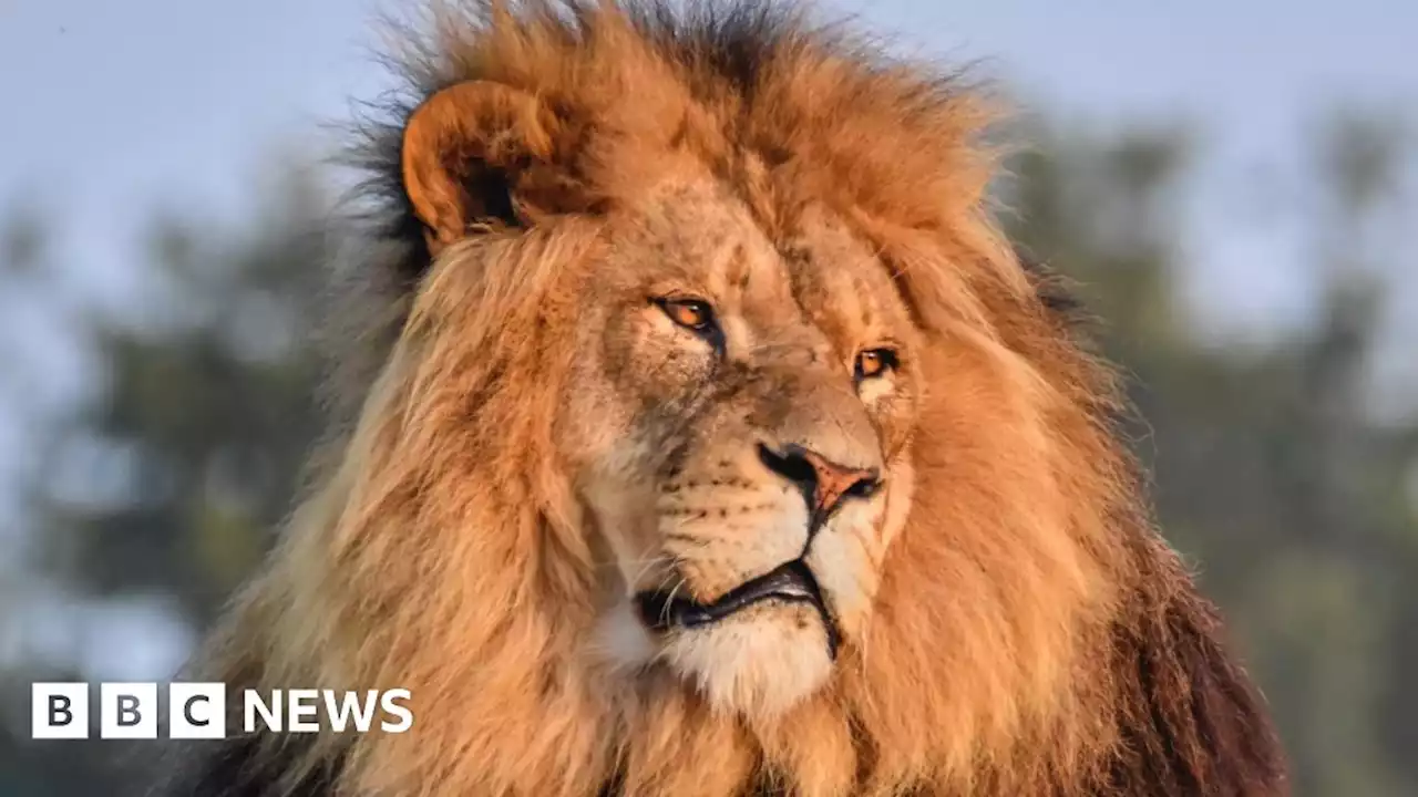 Yorkshire Wildlife Park: Rescued lion Ares dies