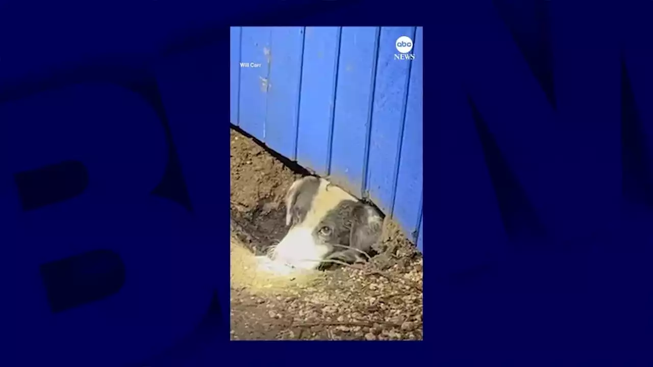 Texas: un chien coincé sous les décombres sauvé par une équipe de télévision après une tornade