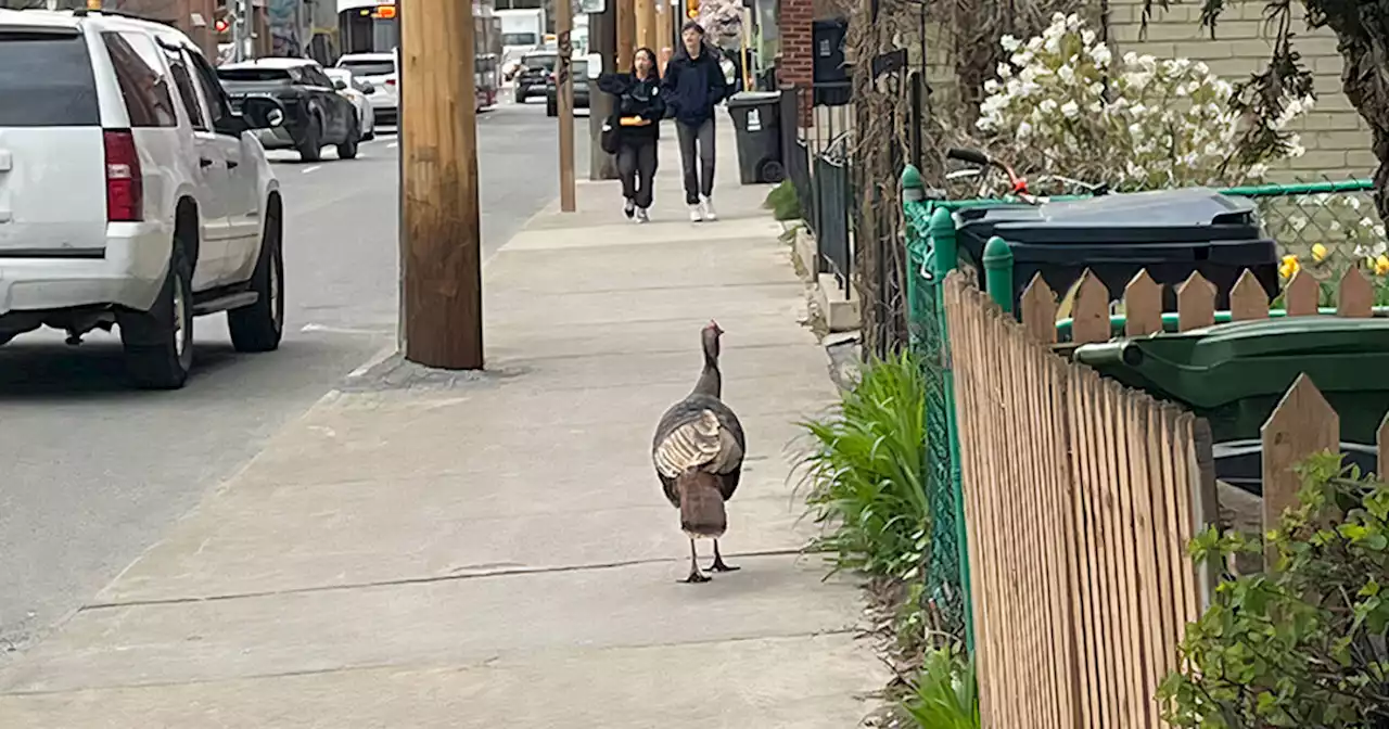 Wild turkeys are roaming Toronto and here's where you can see them