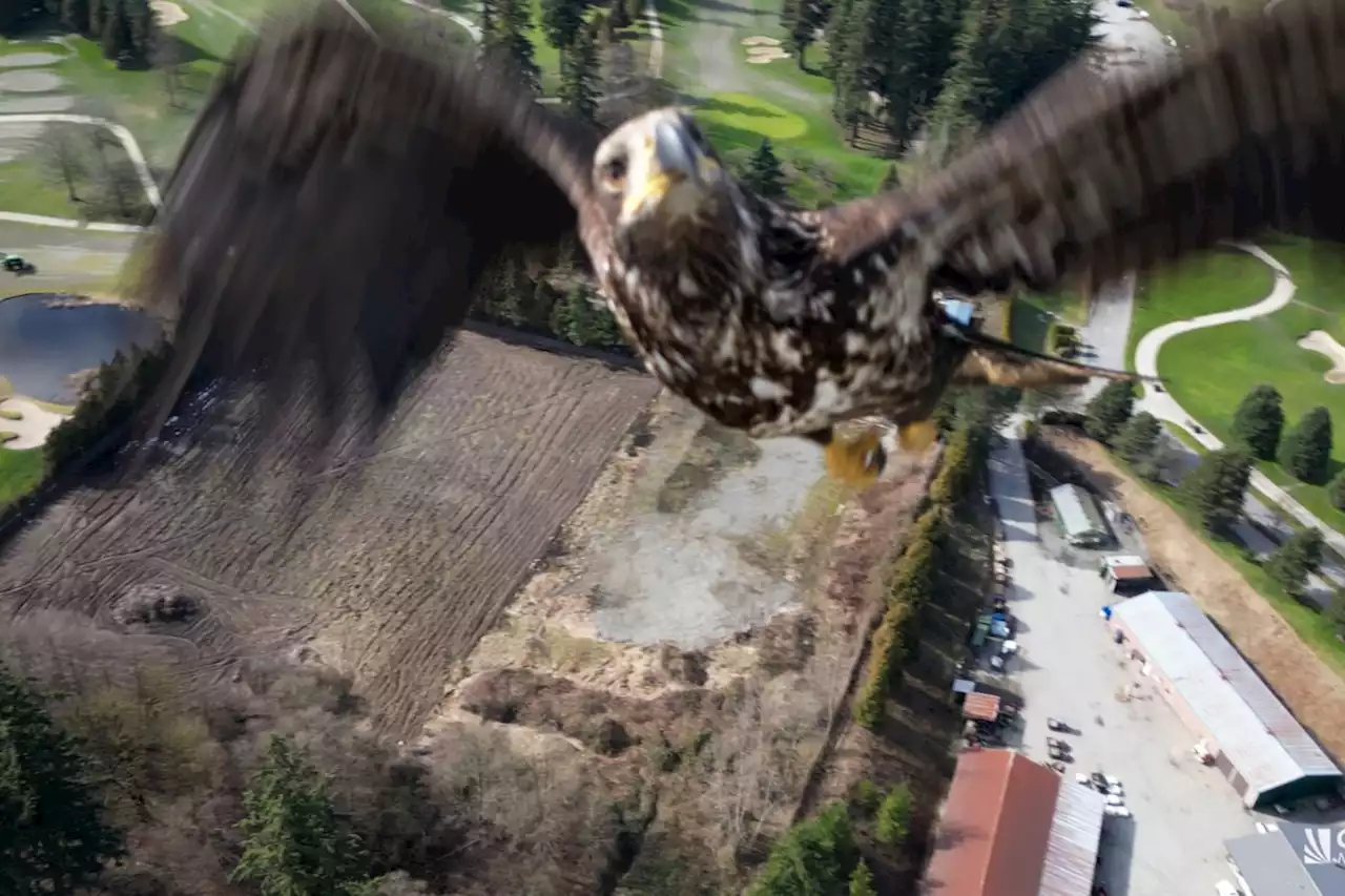 'Very much real': Eagle comes face to face with B.C. drone