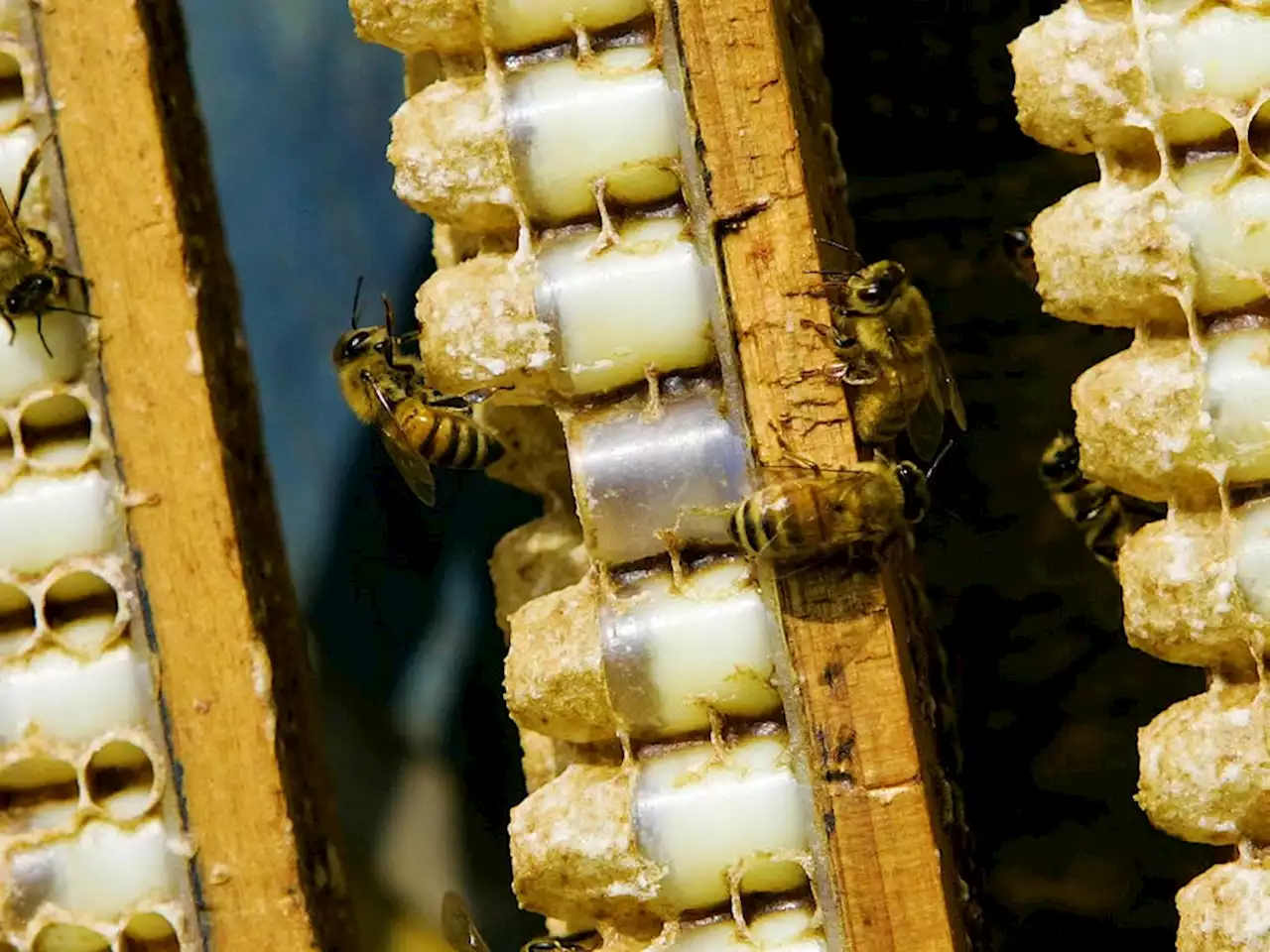 Why Royal Jelly, the 'Superfood of the Beehive,' Is So Expensive