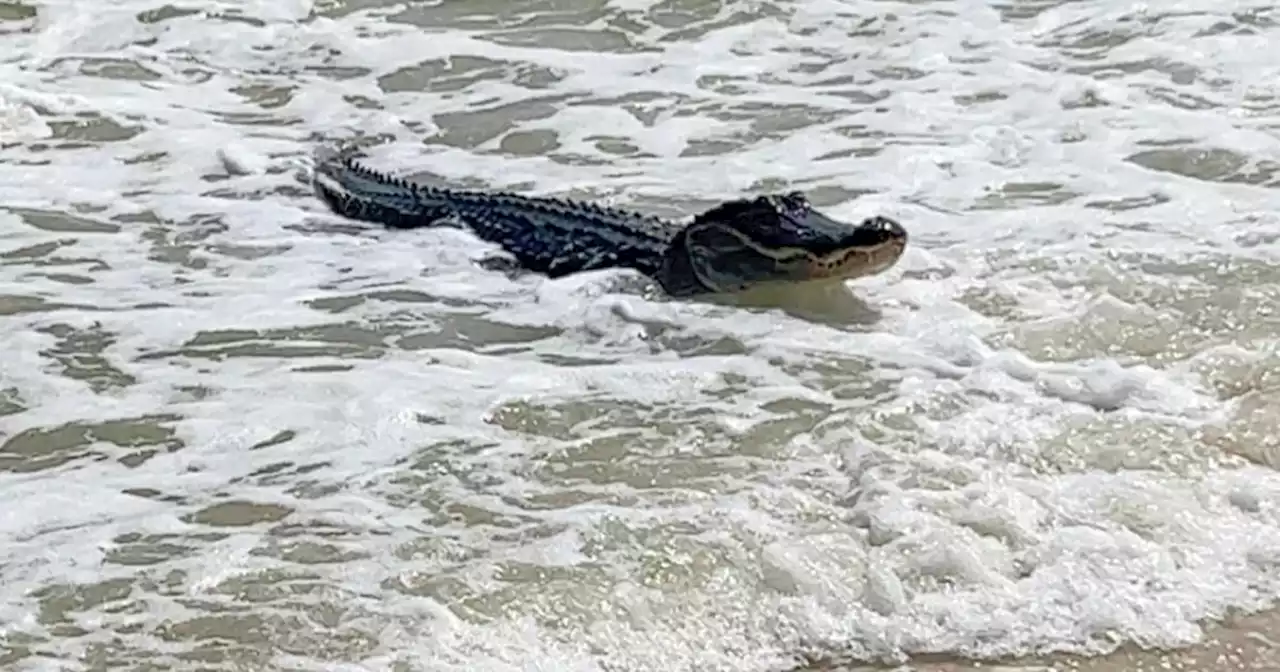 Alligator catches some waves at Alabama beach, video shows