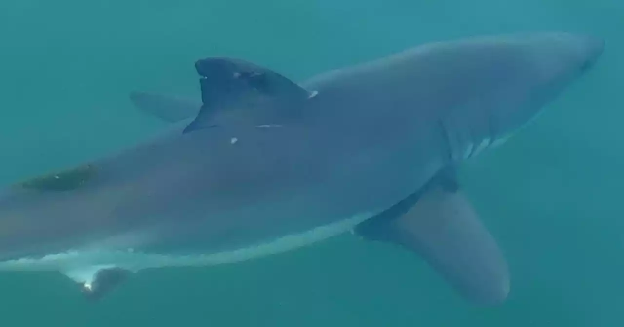 State announces enhanced shark monitoring for beaches on Long Island