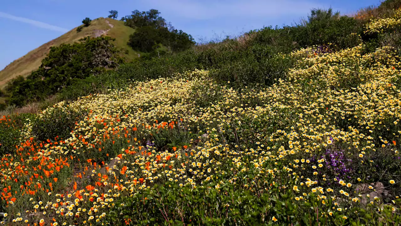 Wildflower superbloom sweeps across California, as experts highlight impacts from climate change