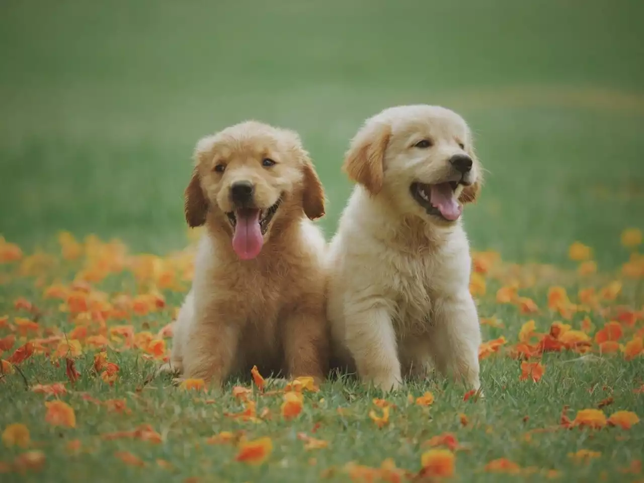 Traiter son chien comme un enfant est la pire chose à faire selon un vétérinaire