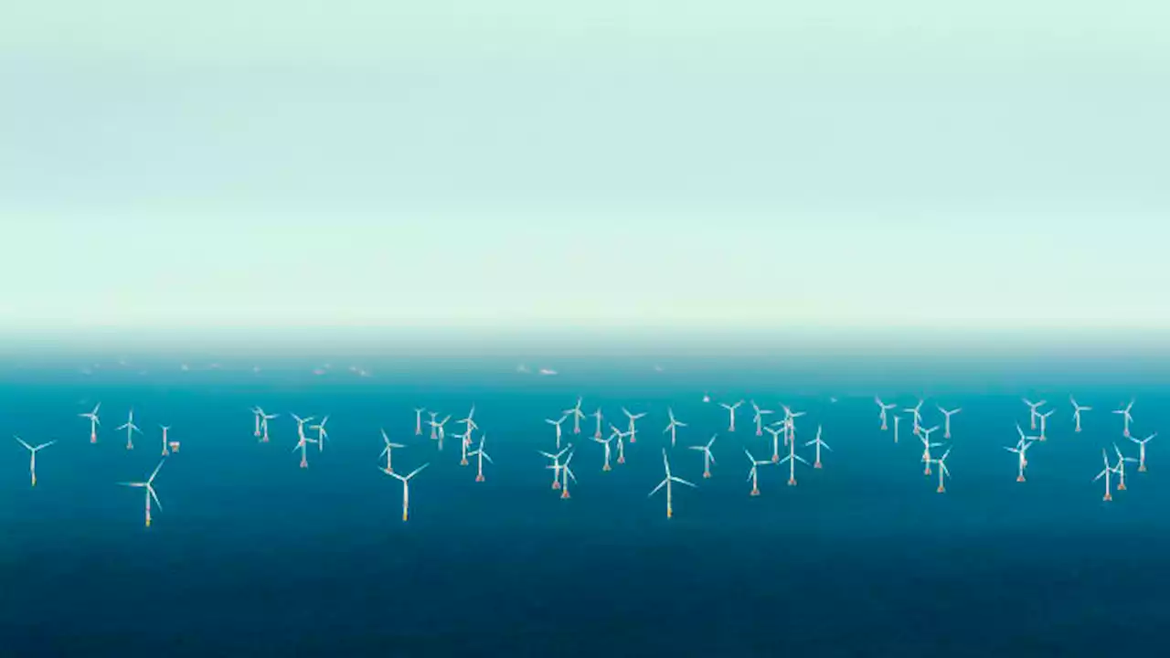 Dutch claim international first as North Sea offshore wind farms powered down to protect migratory birds