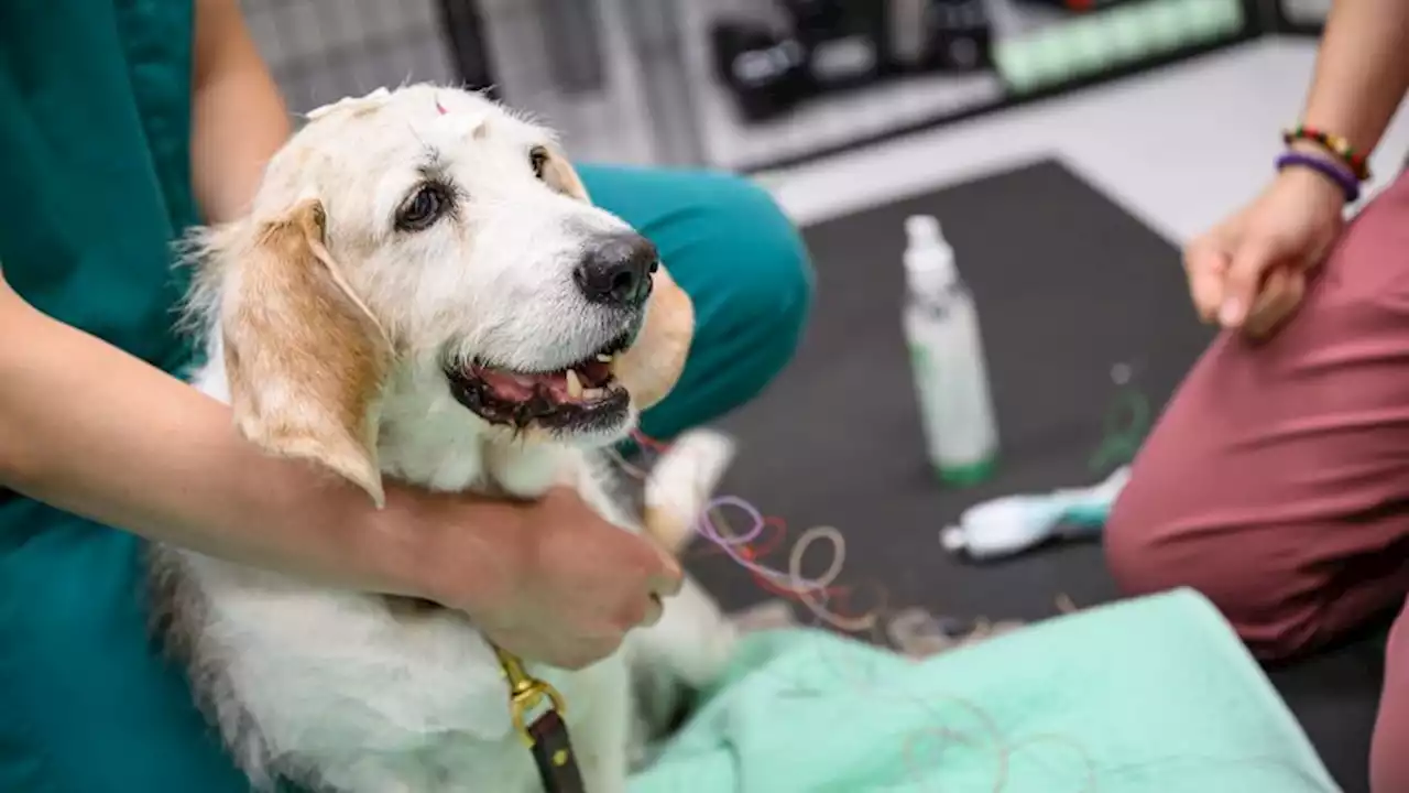 Older dogs who sleep badly may have dementia, study says | CNN