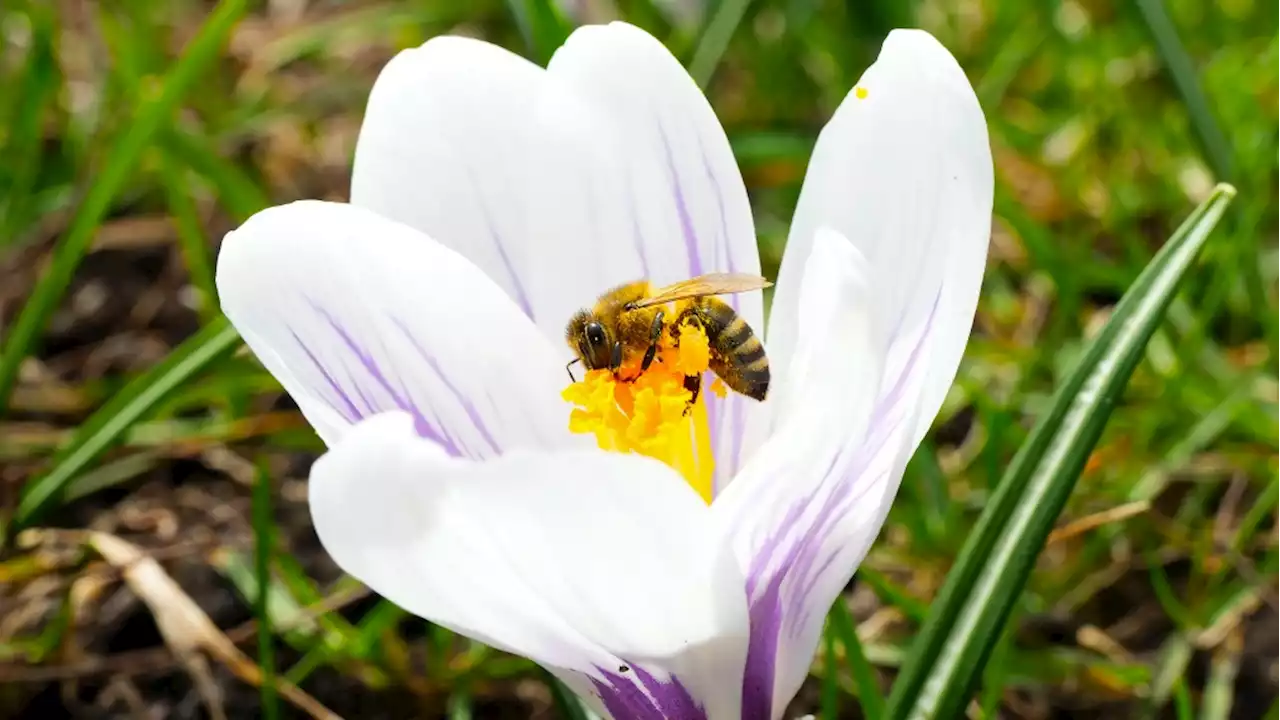 Wild bees face heightened environmental challenges in cities: Canadian study