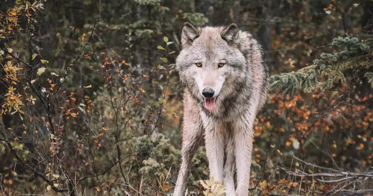 Colorado governor vetos bill that prohibited reintroducing gray wolves without more state management power