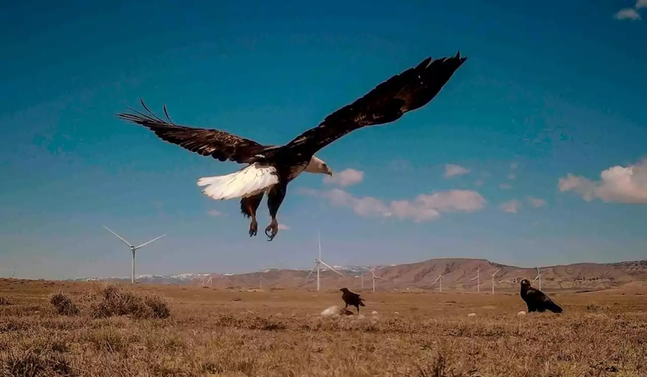 Criminal cases for killing eagles decline as wind turbine dangers grow