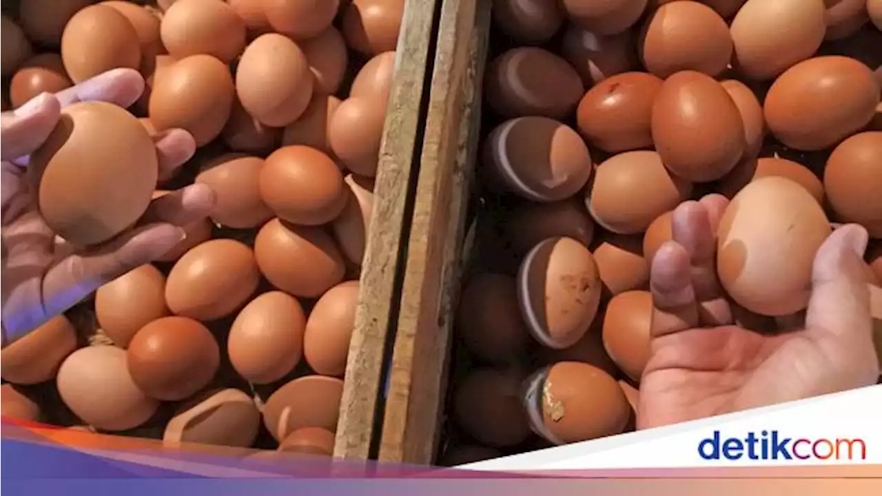 Harga Telur Ayam Lagi Mahal!