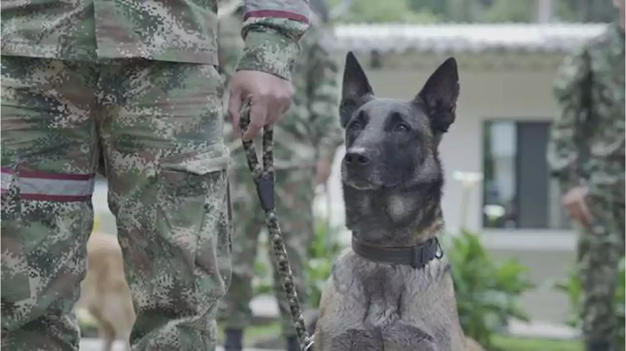 Perros en operaciones militares: ¿es hora de replantear su uso para la sociedad?