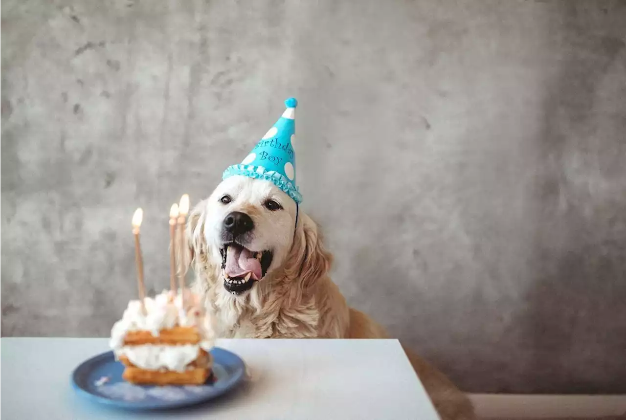 Bobi, le chien le plus vieux du monde, fête son 31e anniversaire