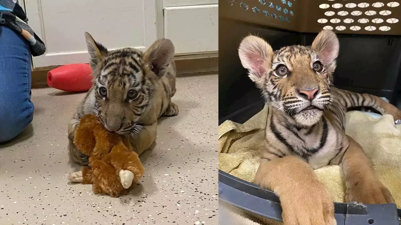 Tiger cub seized from Phoenix home finally has a forever home