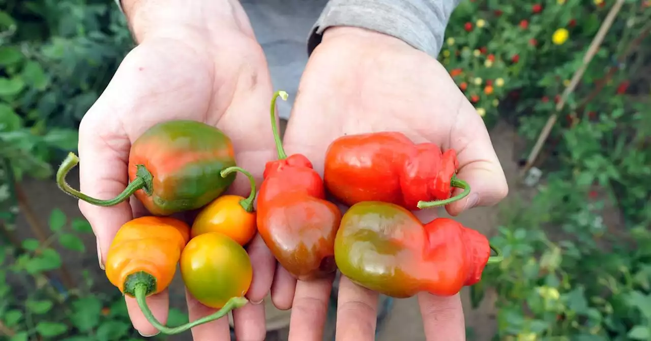 Glasgow allotment holders to get free top soil as residents face 400 per cent hike