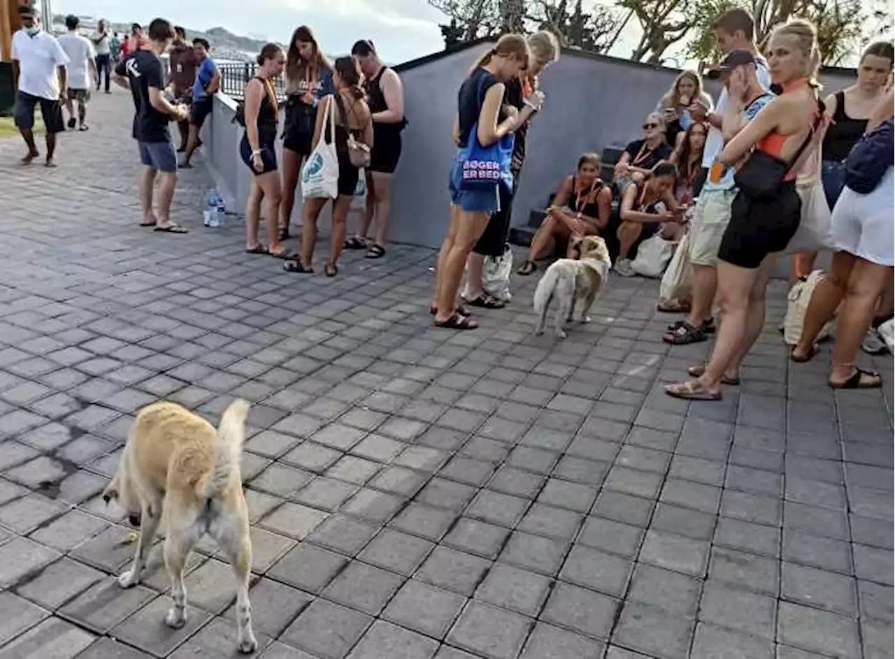 Anjing Liar Bercengkrama dengan Turis di Kawasan Pelabuhan Sanur