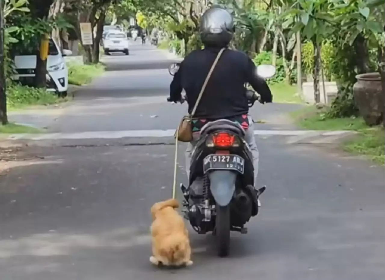 Animal Hope Shelter: Pengendara Motor yang Seret Anjing di Bali Sudah Diproses Hukum