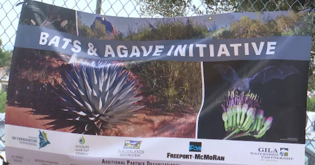 Cochise County STEAM garden has new addition to help provide safe haven for bats