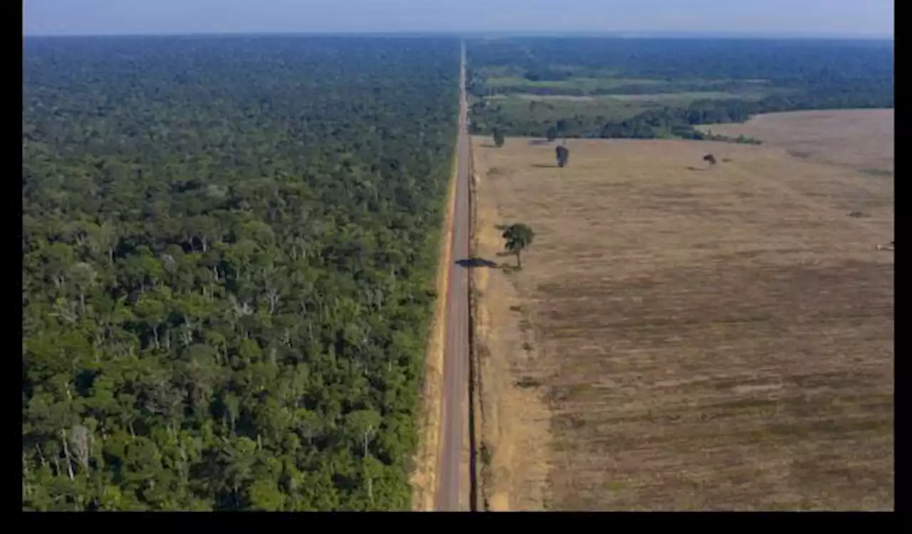 Uni Eropa Resmi Berlakukan UU Pelarangan Produk yang Dianggap Mendukung Deforestasi Masuk Uni Eropa