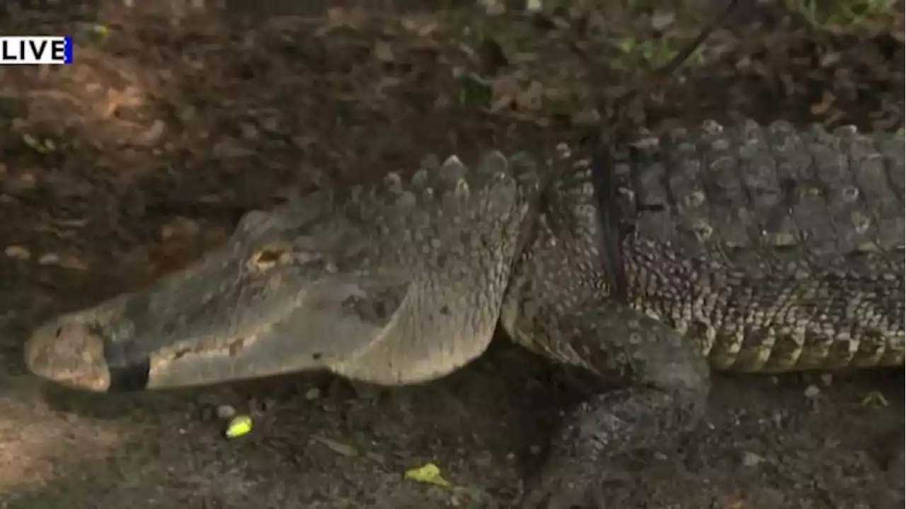 Wrangler tells you what to do if you come across a big alligator in Houston-area