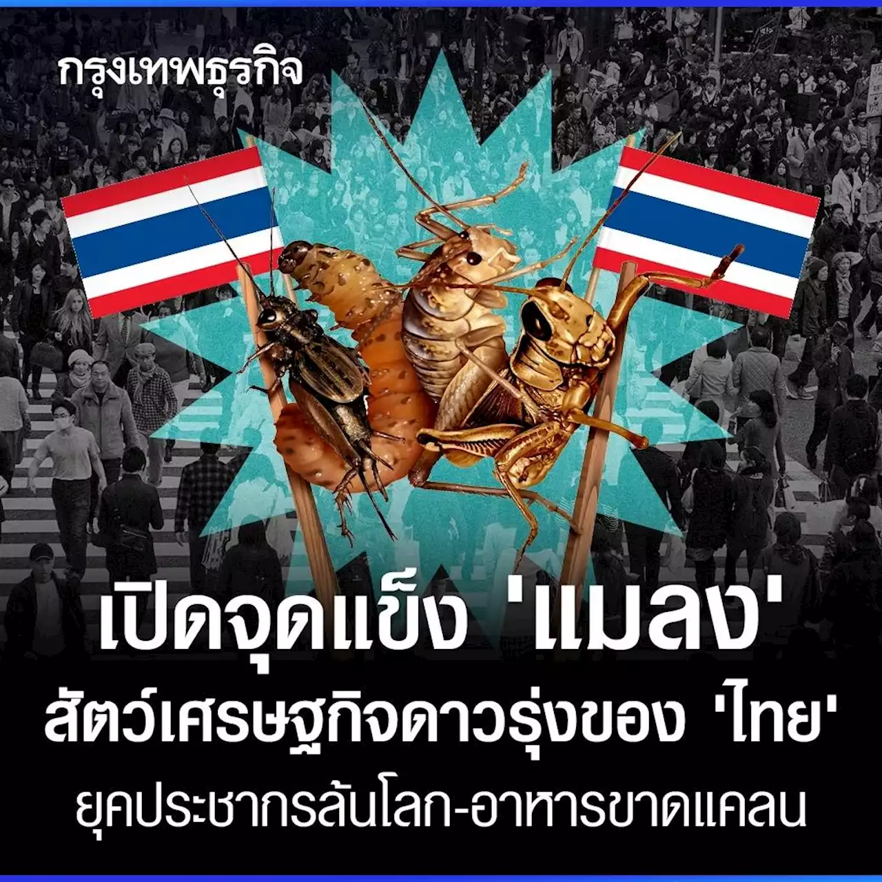 เปิดจุดแข็ง ‘แมลง’ สัตว์เศรษฐกิจดาวรุ่งของ ‘ไทย’