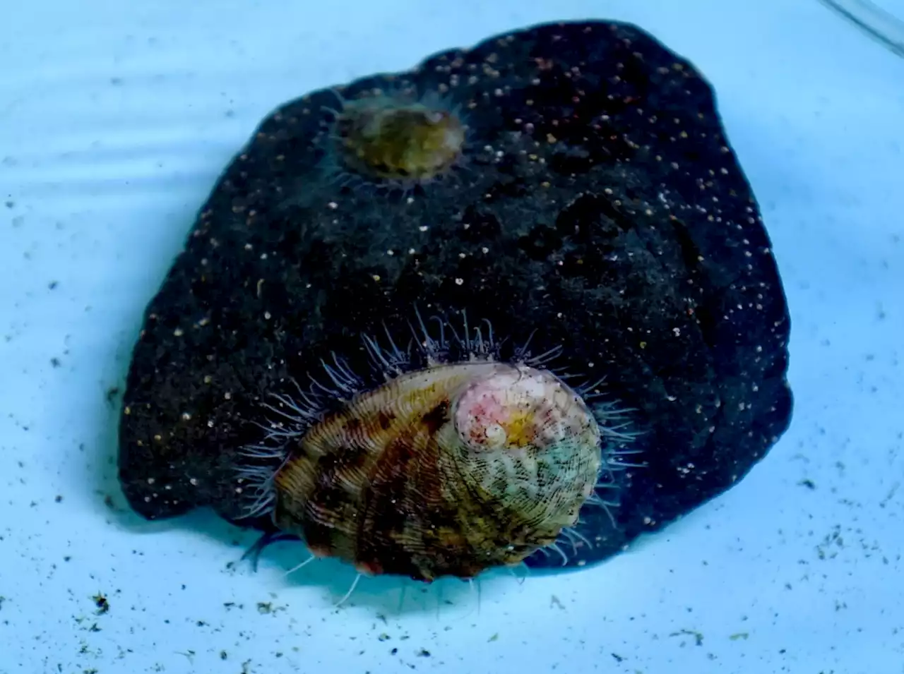 San Pedro aquarium highlights white abalone for Endangered Species Day