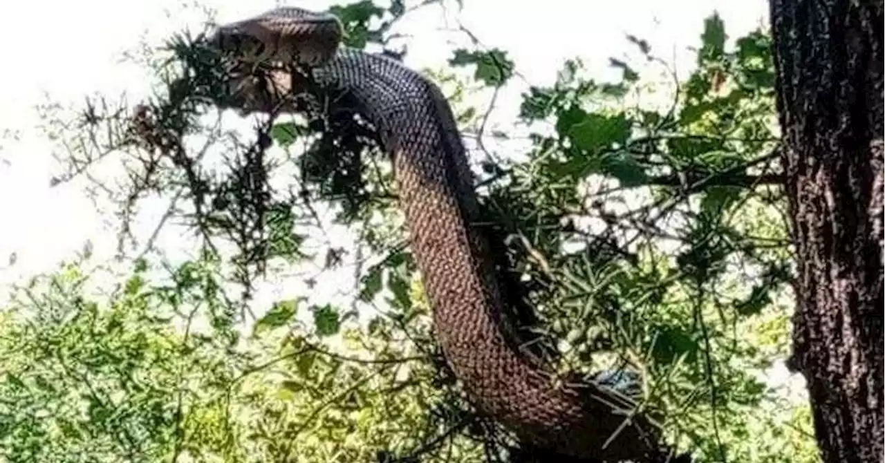 Gréasque : un seul gros serpent aurait été vu