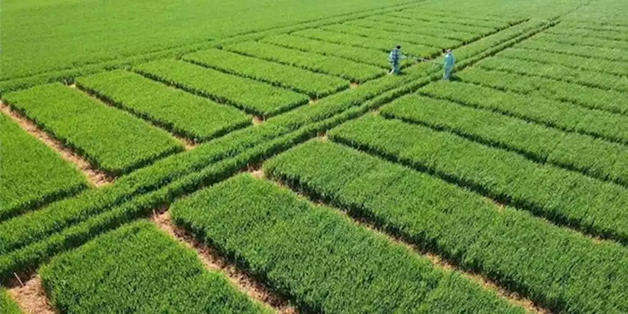 Biosolutions : la sortie des pesticides face à la « lenteur administrative »