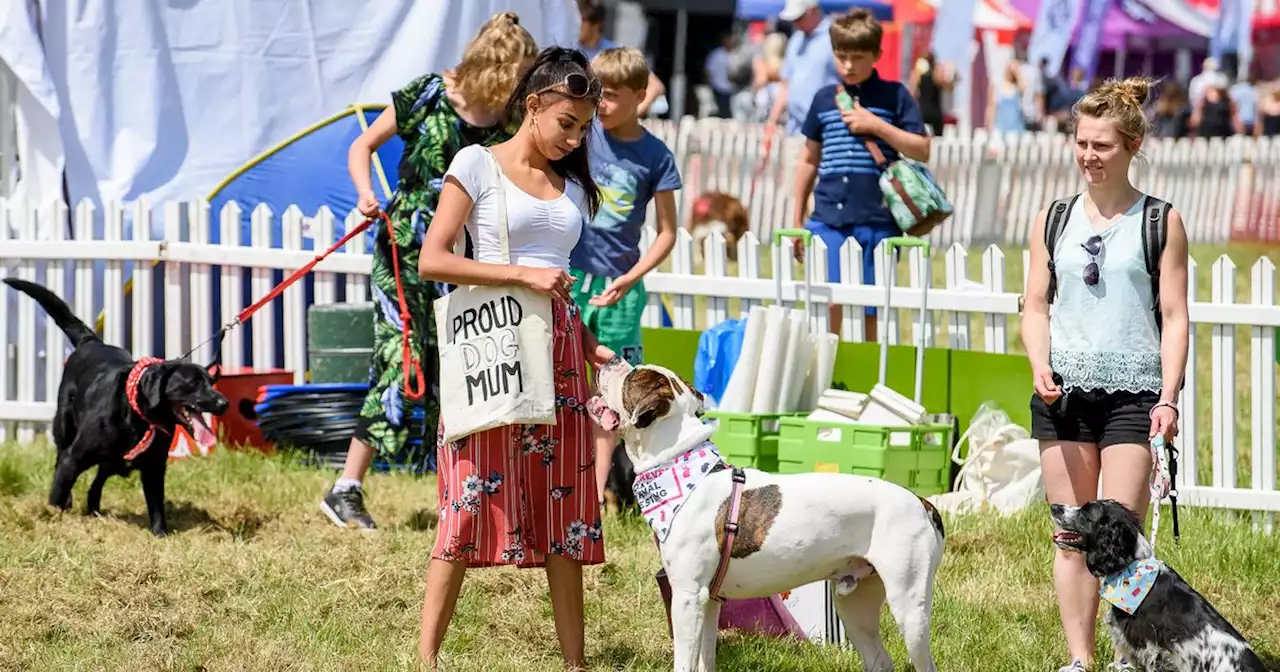 DogFest 2023 returns to Tatton Park for paw-some weekend of canine companionship