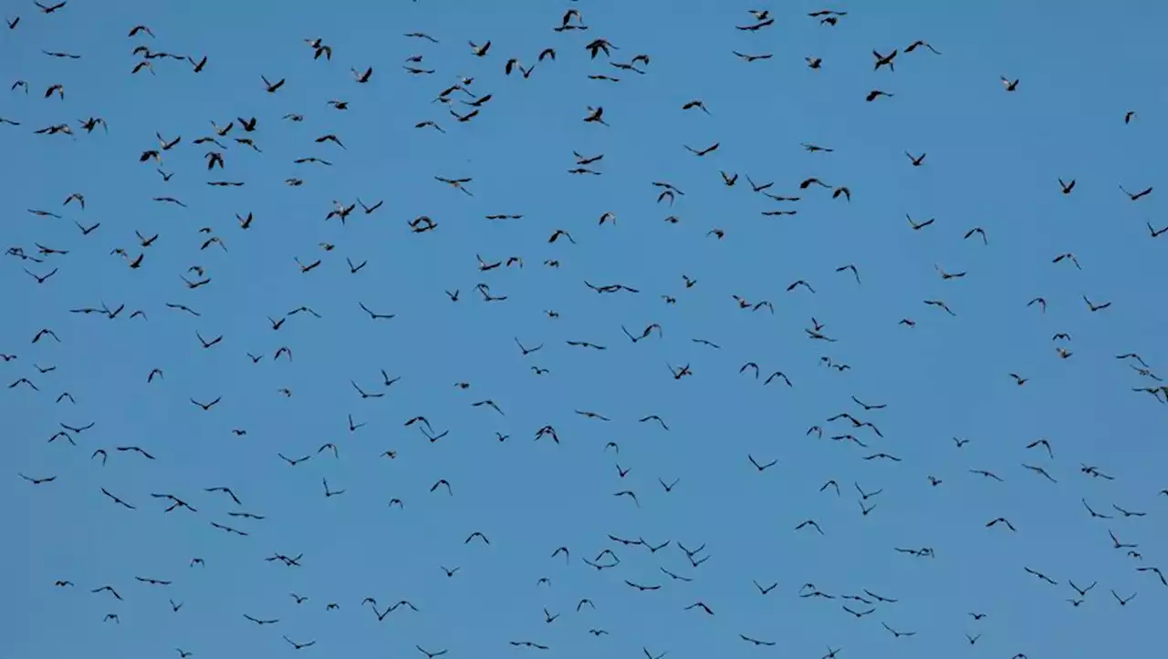 'Nos dirigeants ne pourront pas dire qu'ils ne savaient pas' : la colère de Ligue de protection des oiseaux en Occitanie face à leur disparition