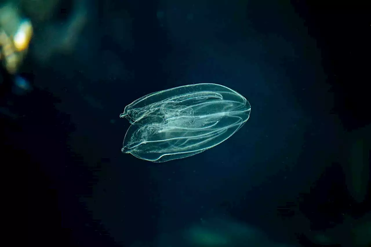 Comb jellies, not sponges, might be the oldest animal group after all