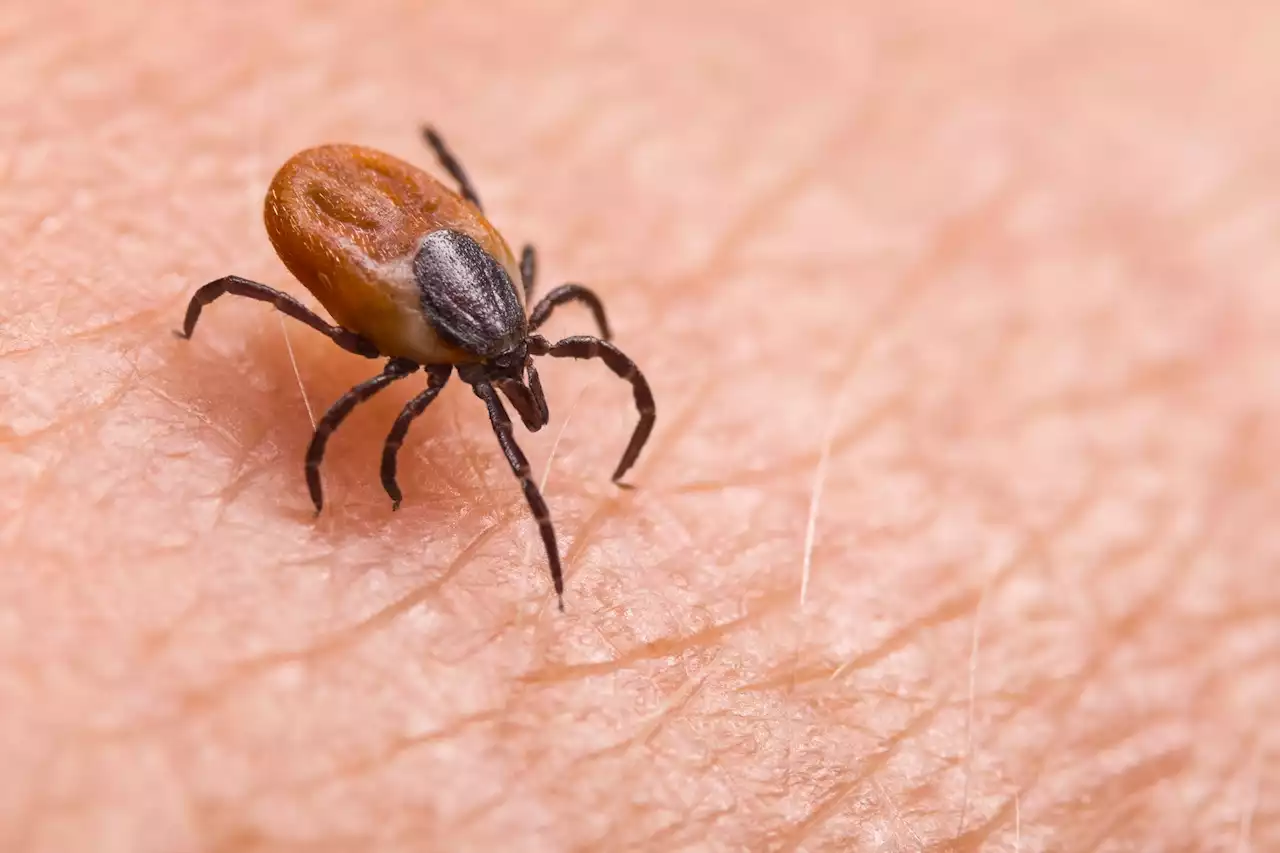 Ticks found to harbor and release prions of chronic wasting disease