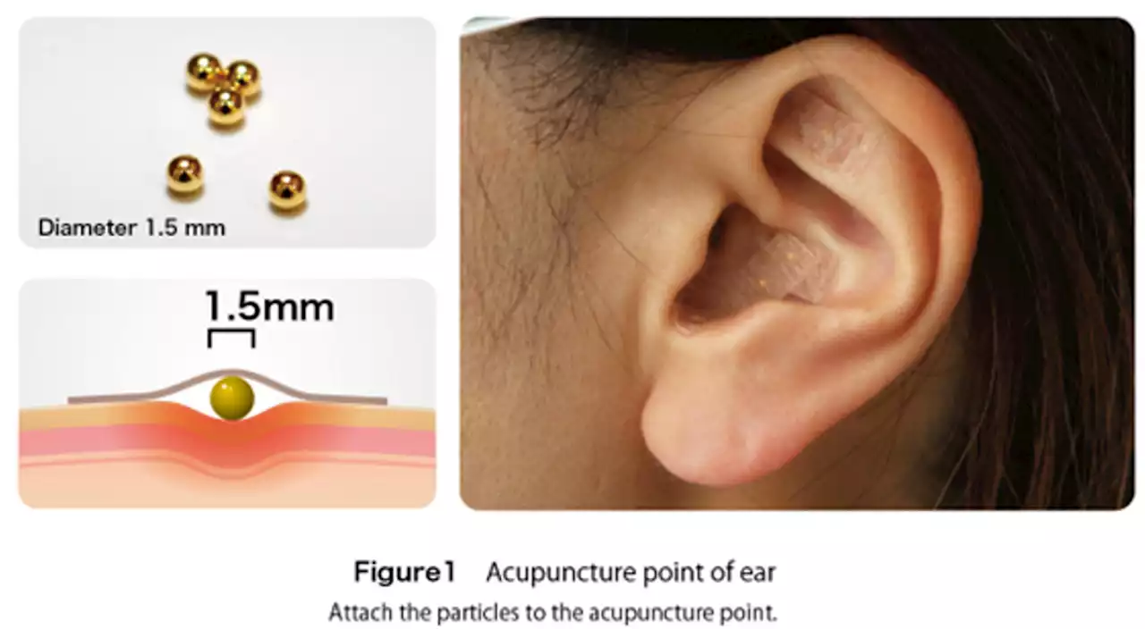 The secret to weight loss could be in your ears: new research