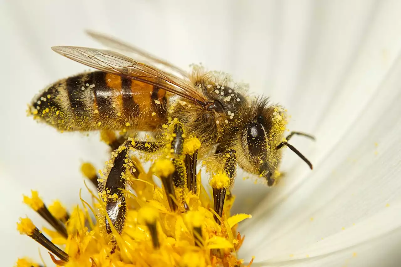 Study finds carrying pollen heats up bumble bees, raises new climate change questions