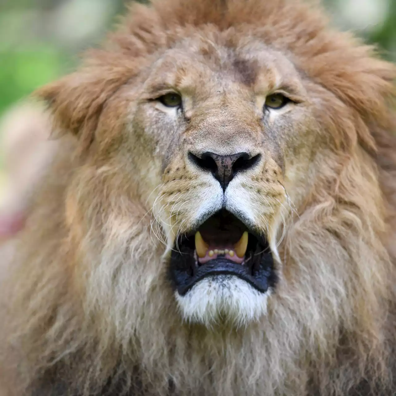 Slovaquie : le propriétaire d'un zoo dévoré par les lions