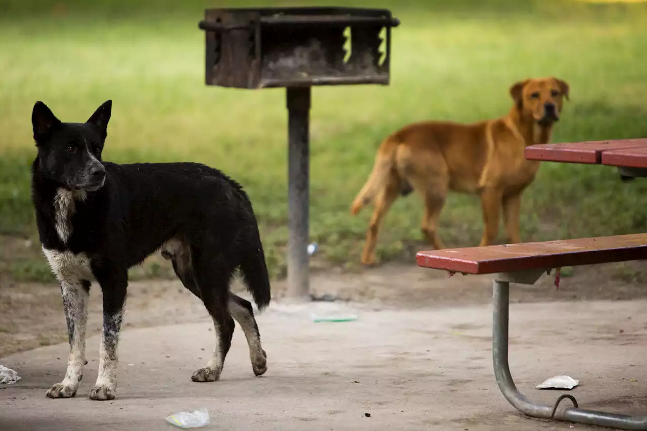 Dangerous dog reports triple in San Antonio