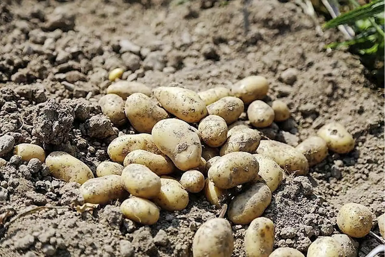 Ö: Heimische Lager sind bald geräumt - Schweizer Bauer