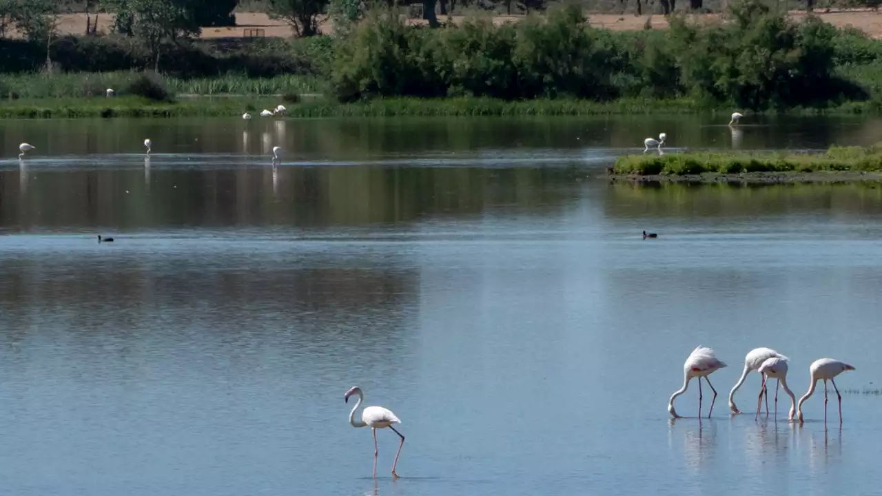 Un Informe geológico alerta: la única solución para salvar Doñana es reducir a la mitad las extracciones de agua subterránea