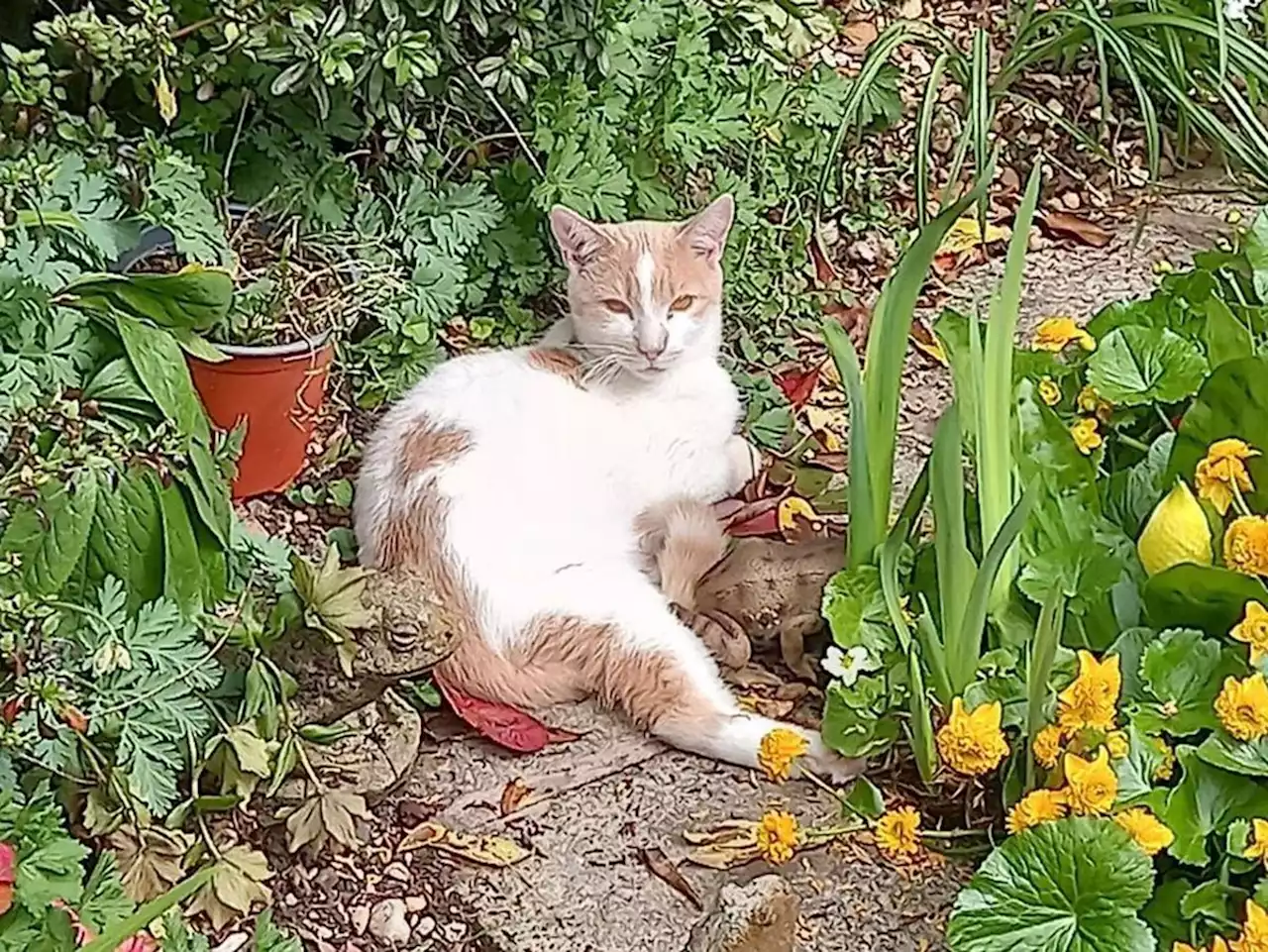 Owner reunited with long-lost missing cat Fred after microchip confusion