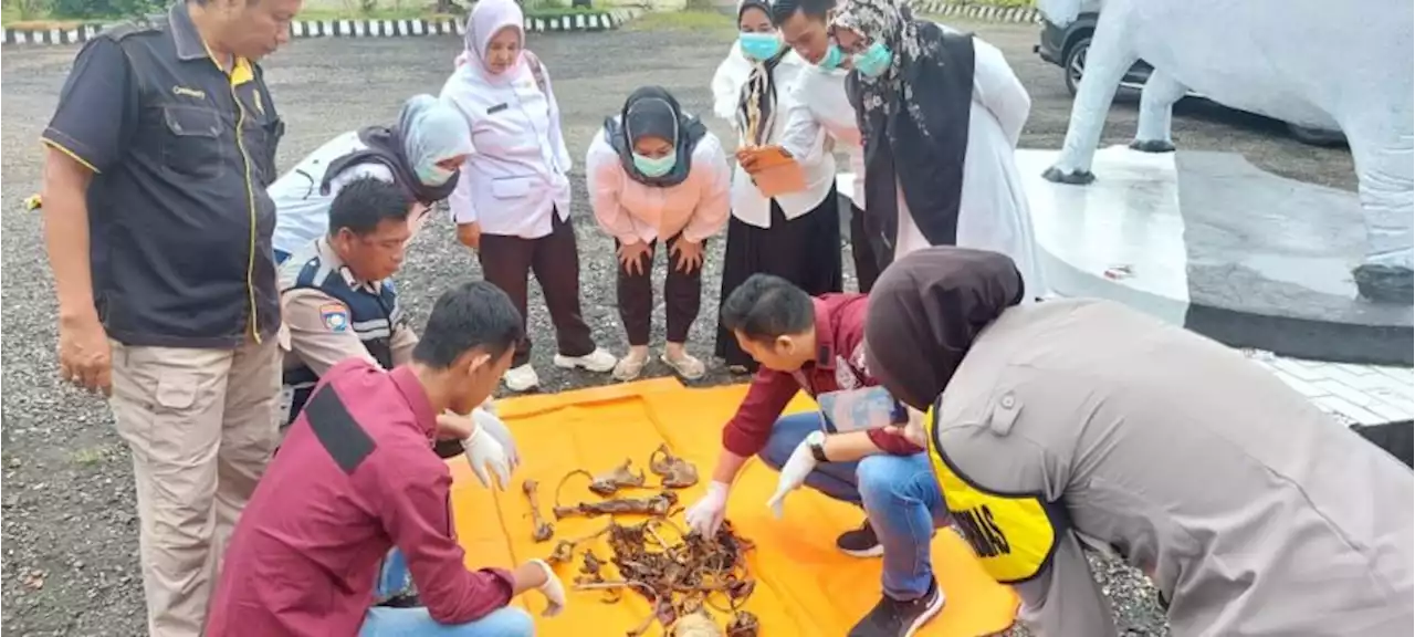 Tulang Belulang dan Tengkorak Manusia di Jalinsum Musi Rawas Bikin Geger Warga