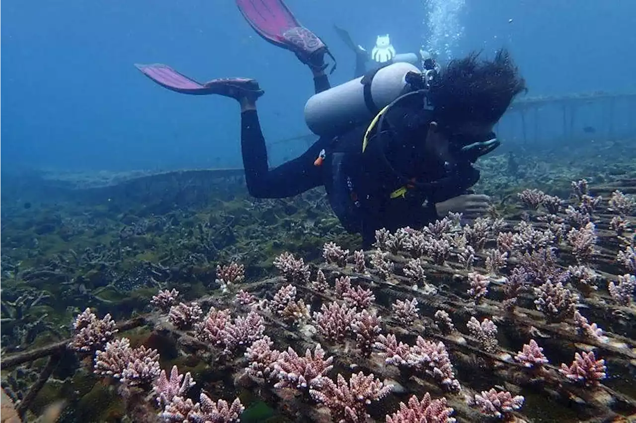 Malaysia’s coral reefs under threat as El Nino looms