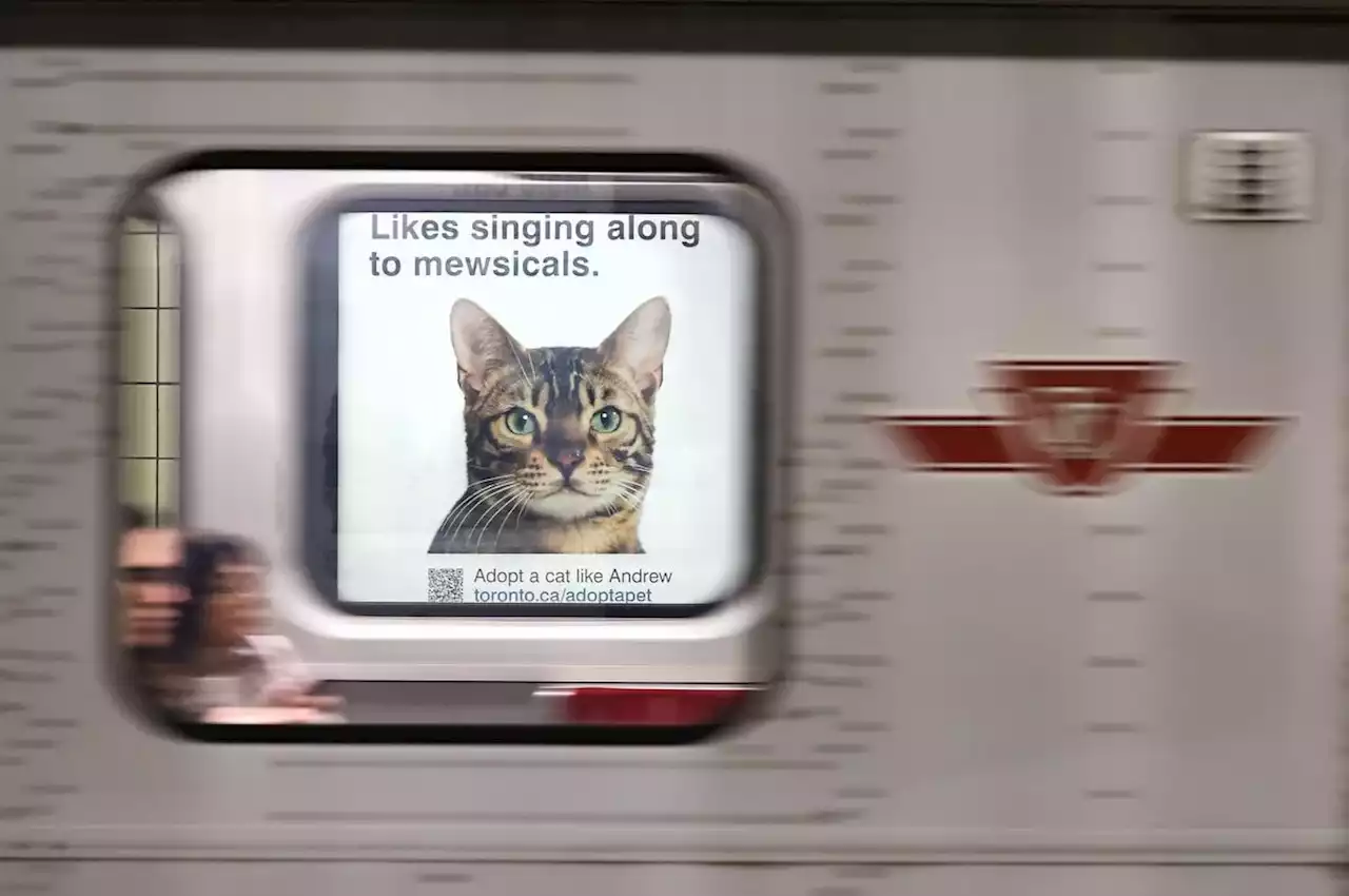 TTC issues warning about Spadina station: Riders may experience overwhelming cuteness