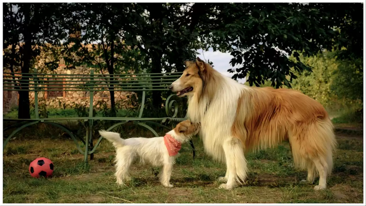 Global Screen Seals Deals for Sequel ‘Lassie – A New Adventure’ (EXCLUSIVE)