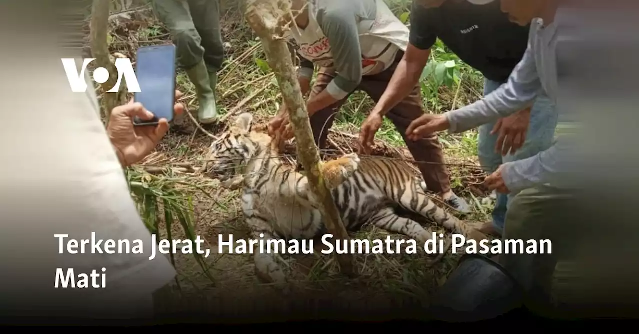 Terkena Jerat, Harimau Sumatra di Pasaman Mati